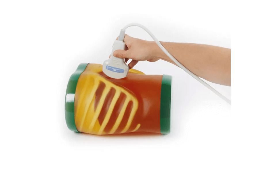 Ultraschall - Übungsmodell Anatomie - Erler - Zimmer